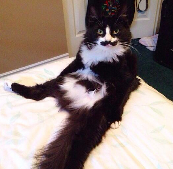 Muppet laying on bed (Twitter Muppetcatstache)