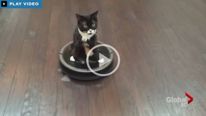 kittens on roomba